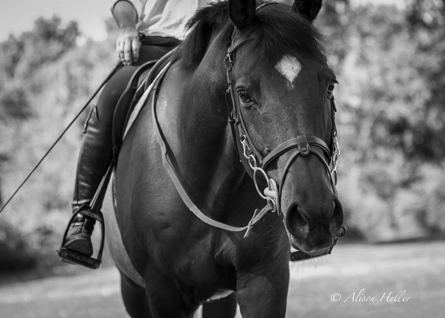 Bay gelding looking adorably at camera.