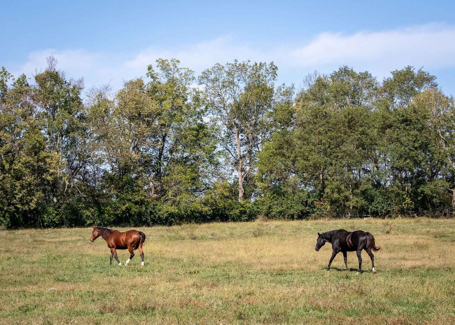 Landscape photo with two horses