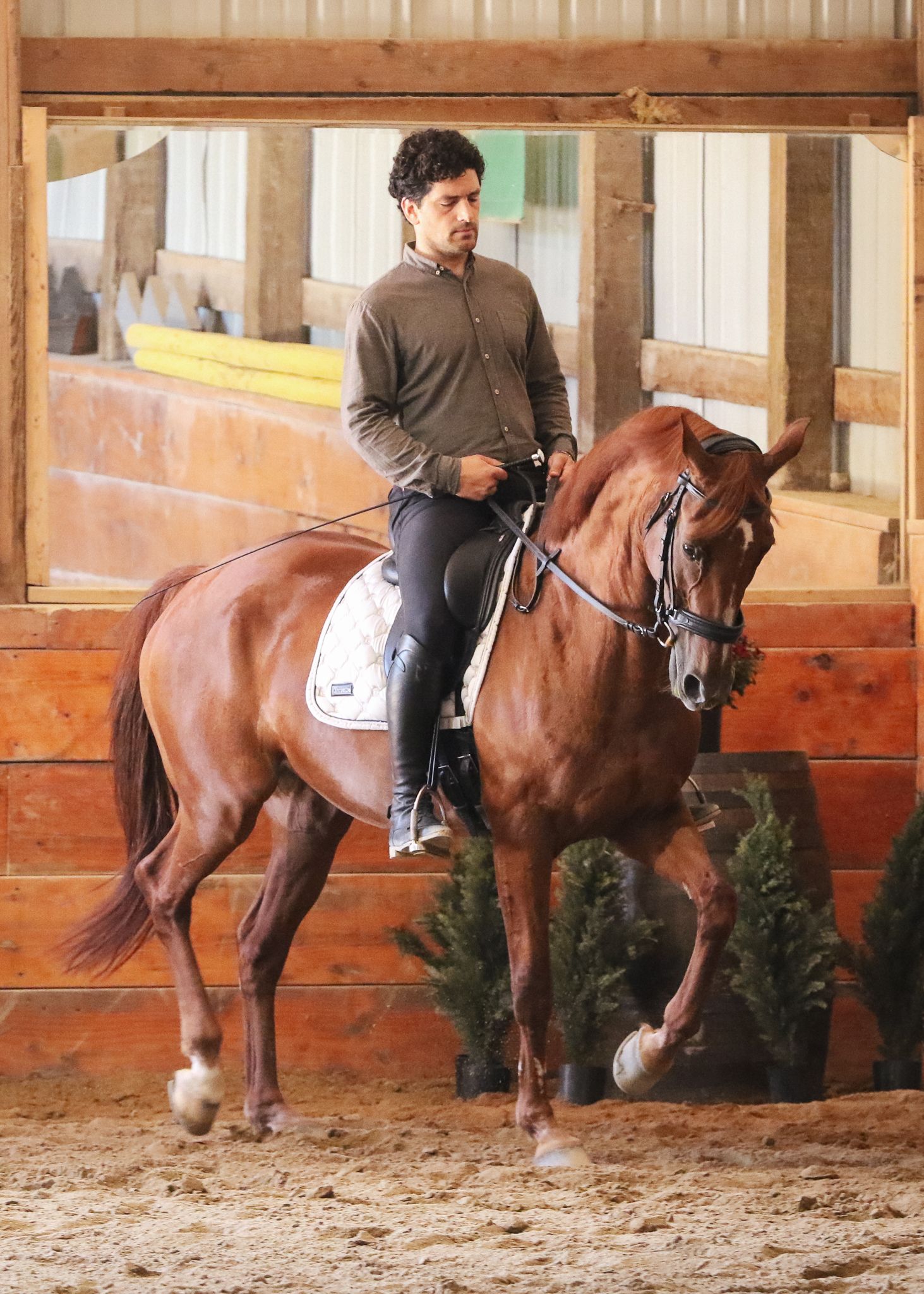 A horse and rider, schooling indoors. The chestnut mare is ridden in a dressage frame.