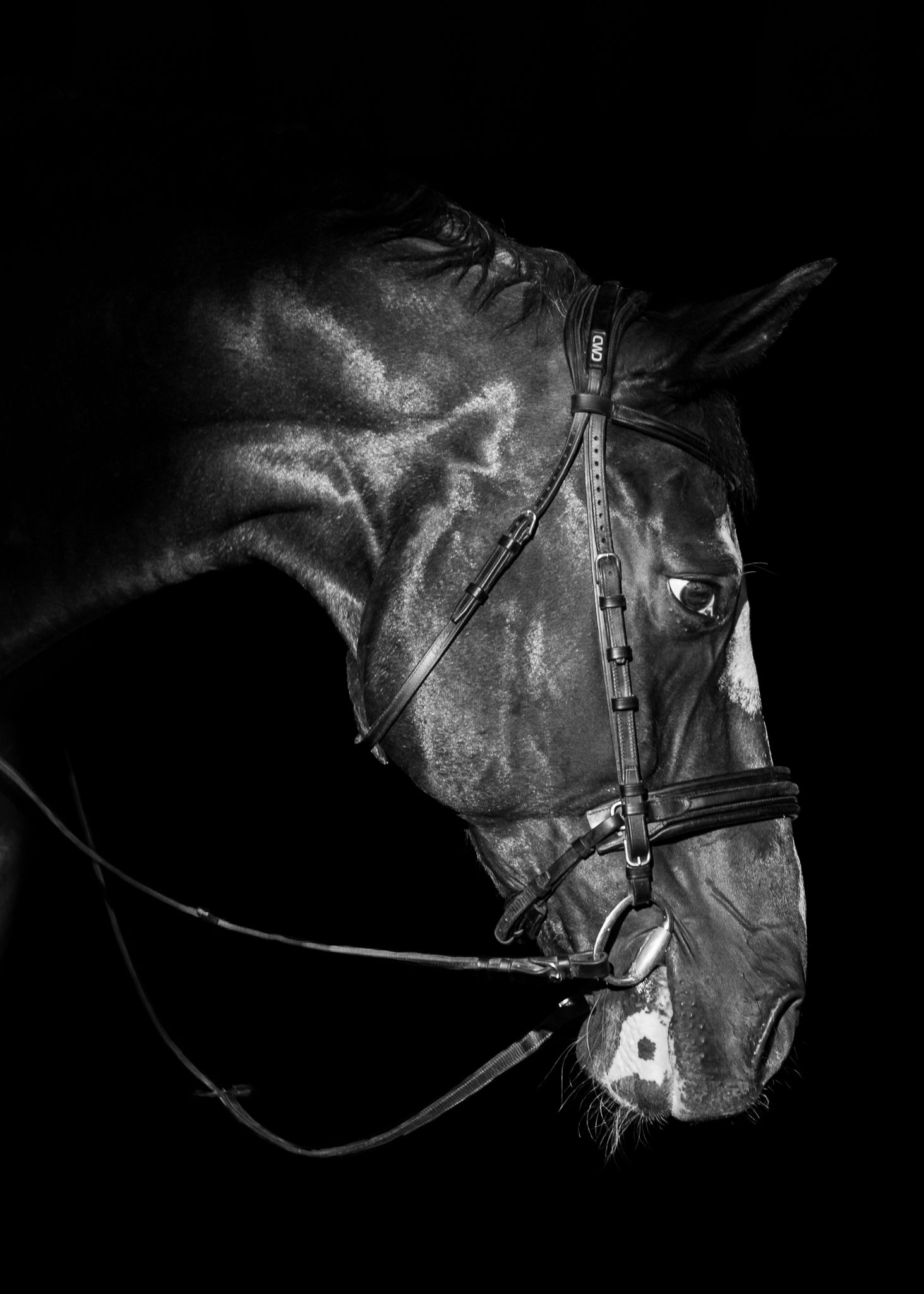 Dark bay gelding portrait on classic black background.