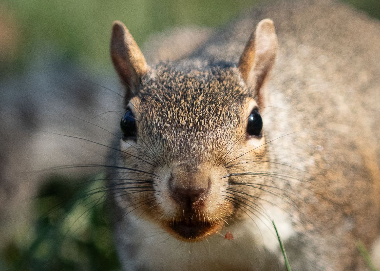 A close up of a squirrel face