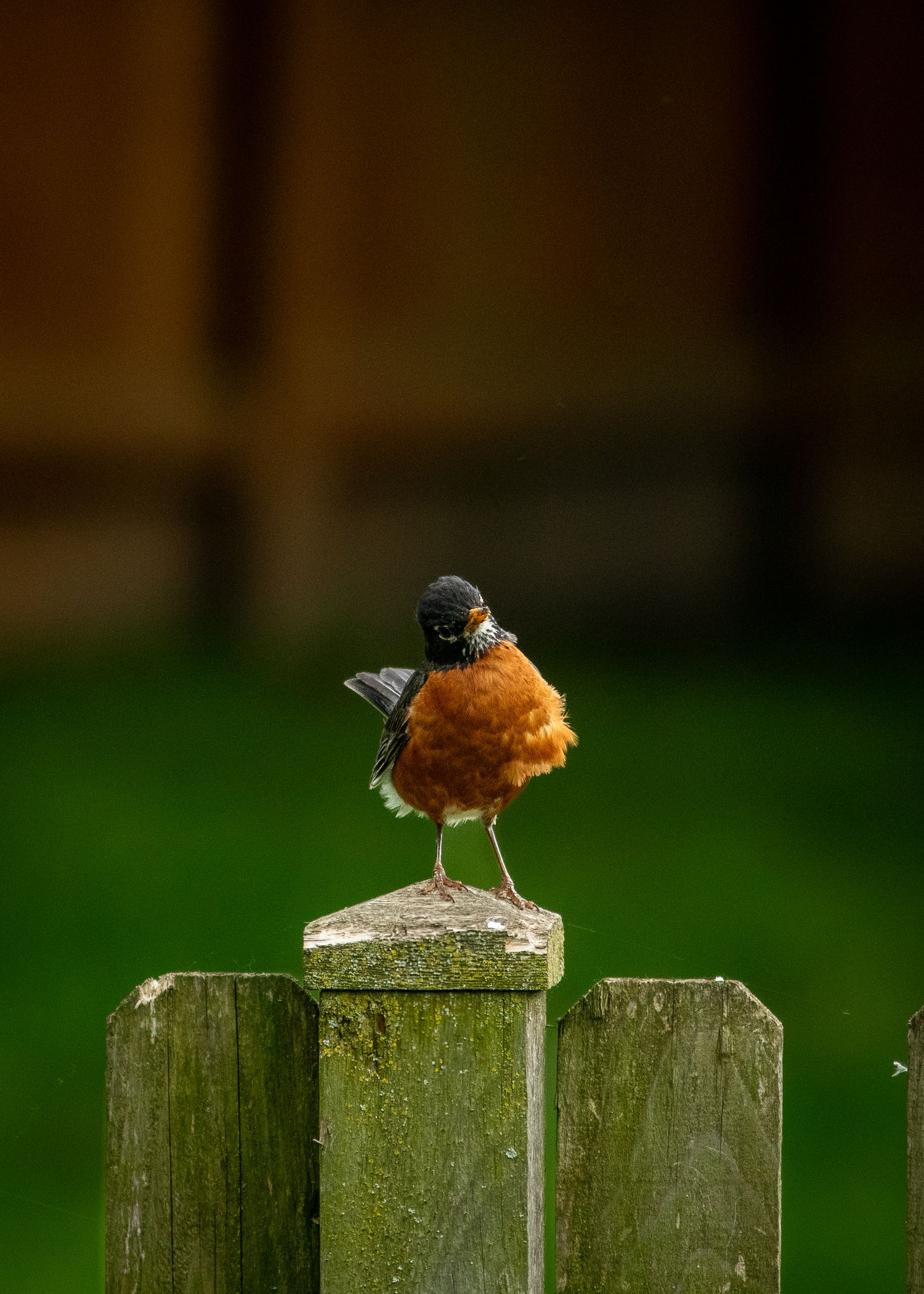 A robin sitting on a fence tiling its little head.