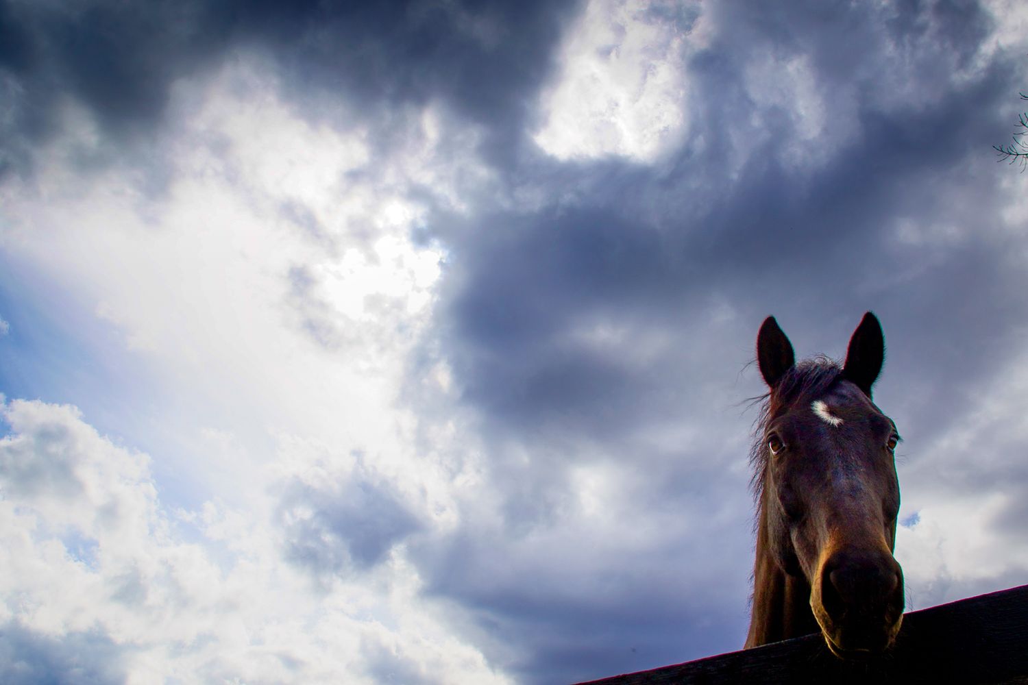 A bay gelding looks downward at photographer with a dramatic cloudy sky in the background.