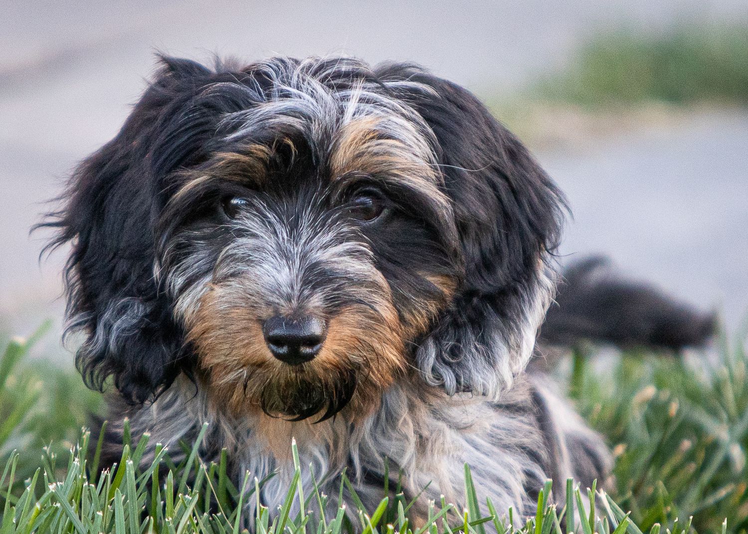 Long haired dachshund puppy!