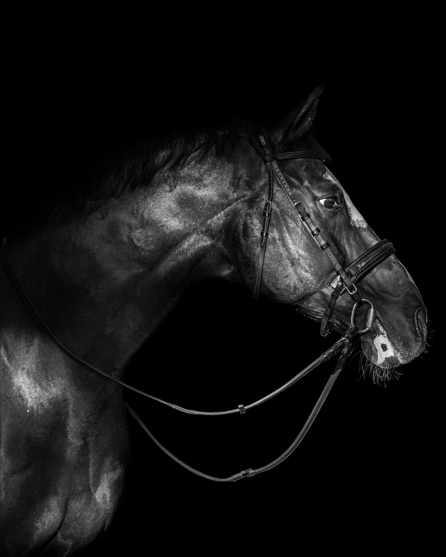 Dark bay gelding portrait on classic black background.