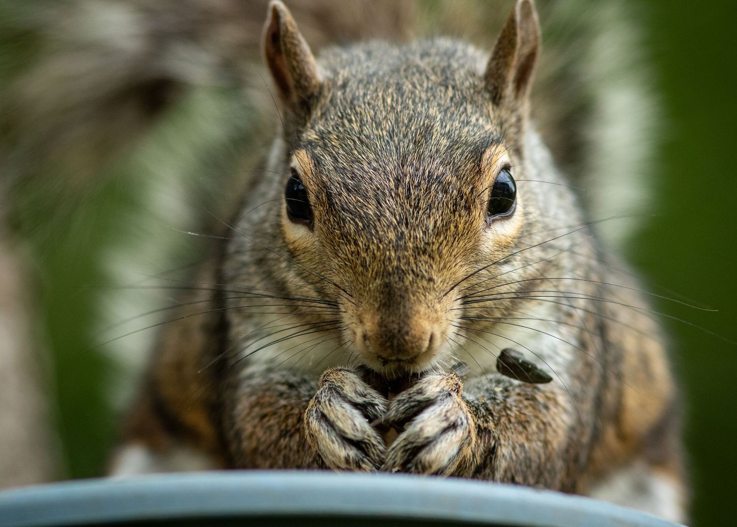 A squirrel head on to the camera eating sunflower seeds.