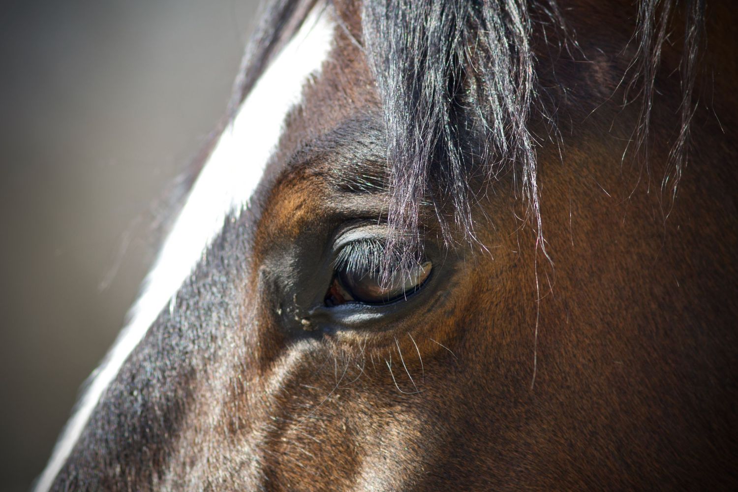 Bay gelding close up of eye.