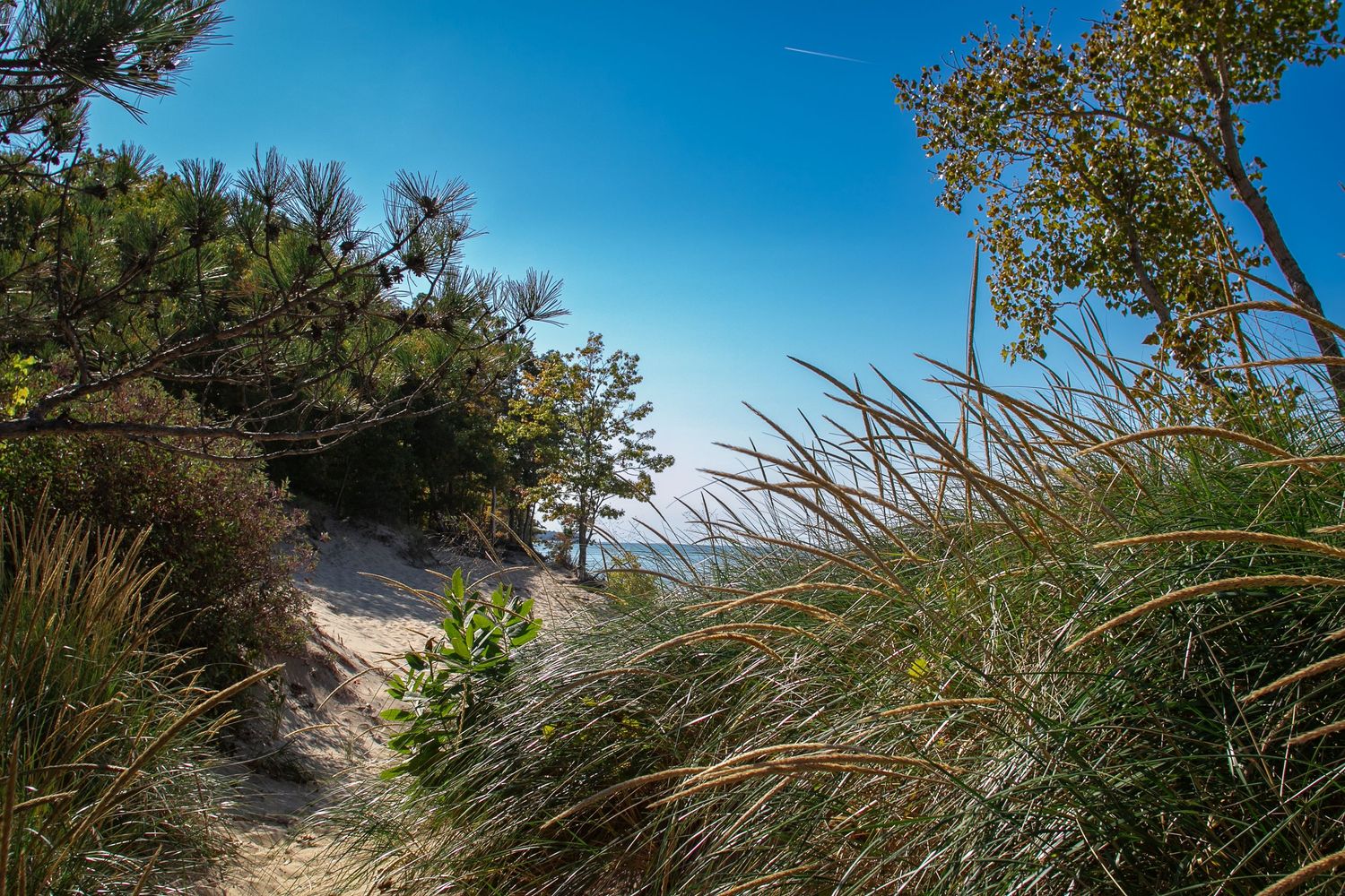 A landscape photo of the Dunes in Michigan.