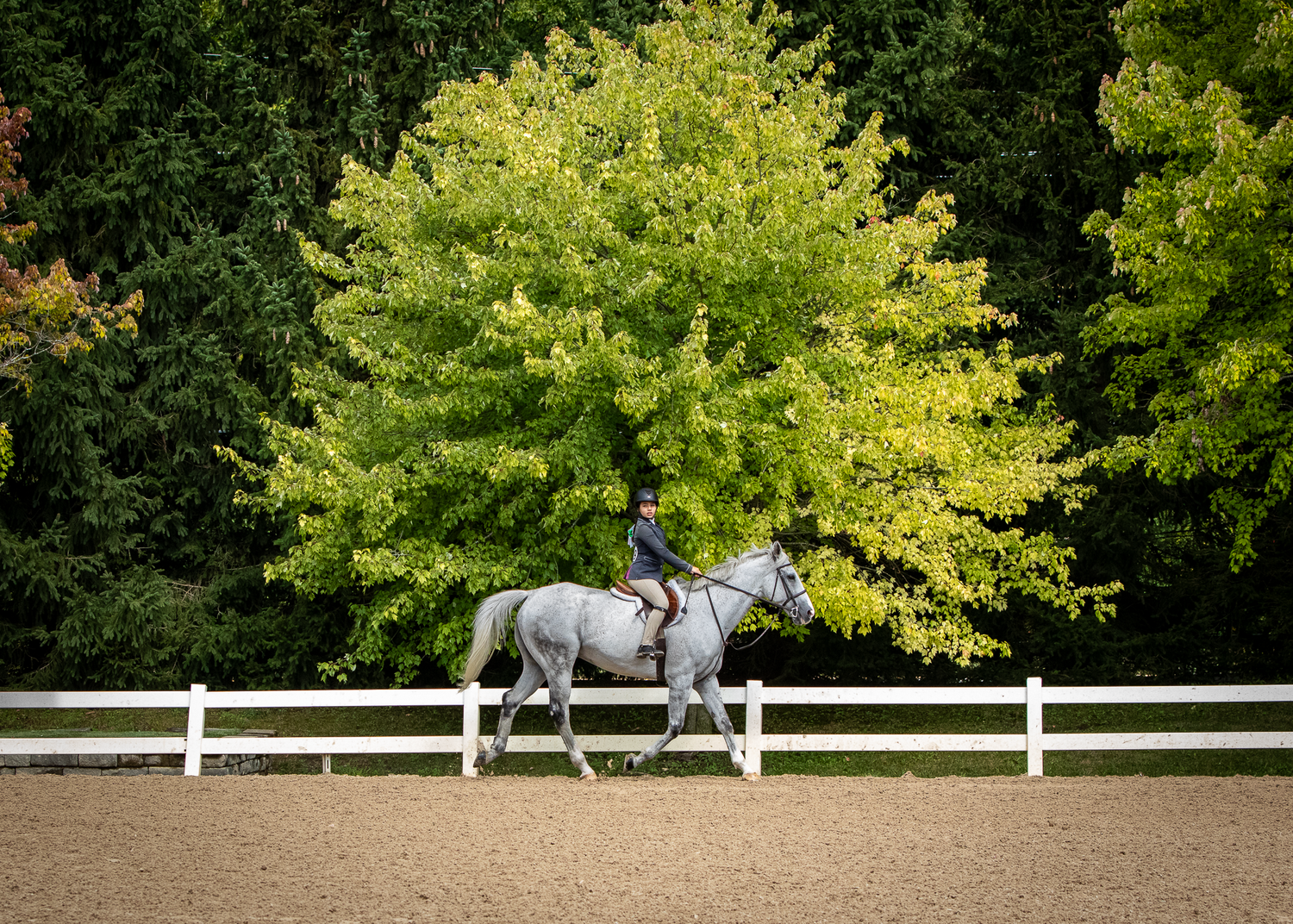 A young girl warms up her grey horse with a dramatic tree behind