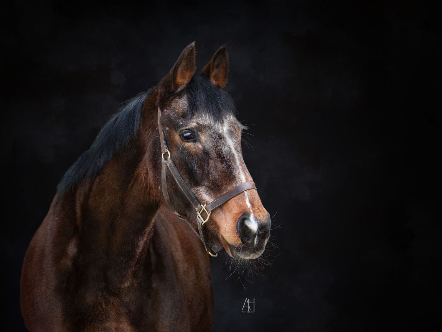 A fine art photo of a bay mare with a black background.