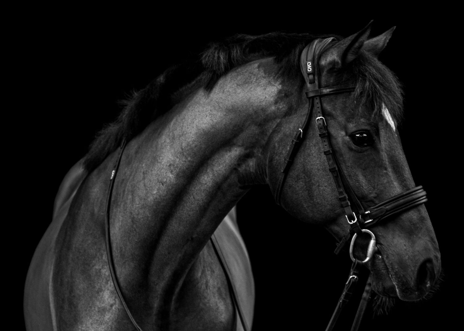 Dark bay gelding portrait on classic black background.