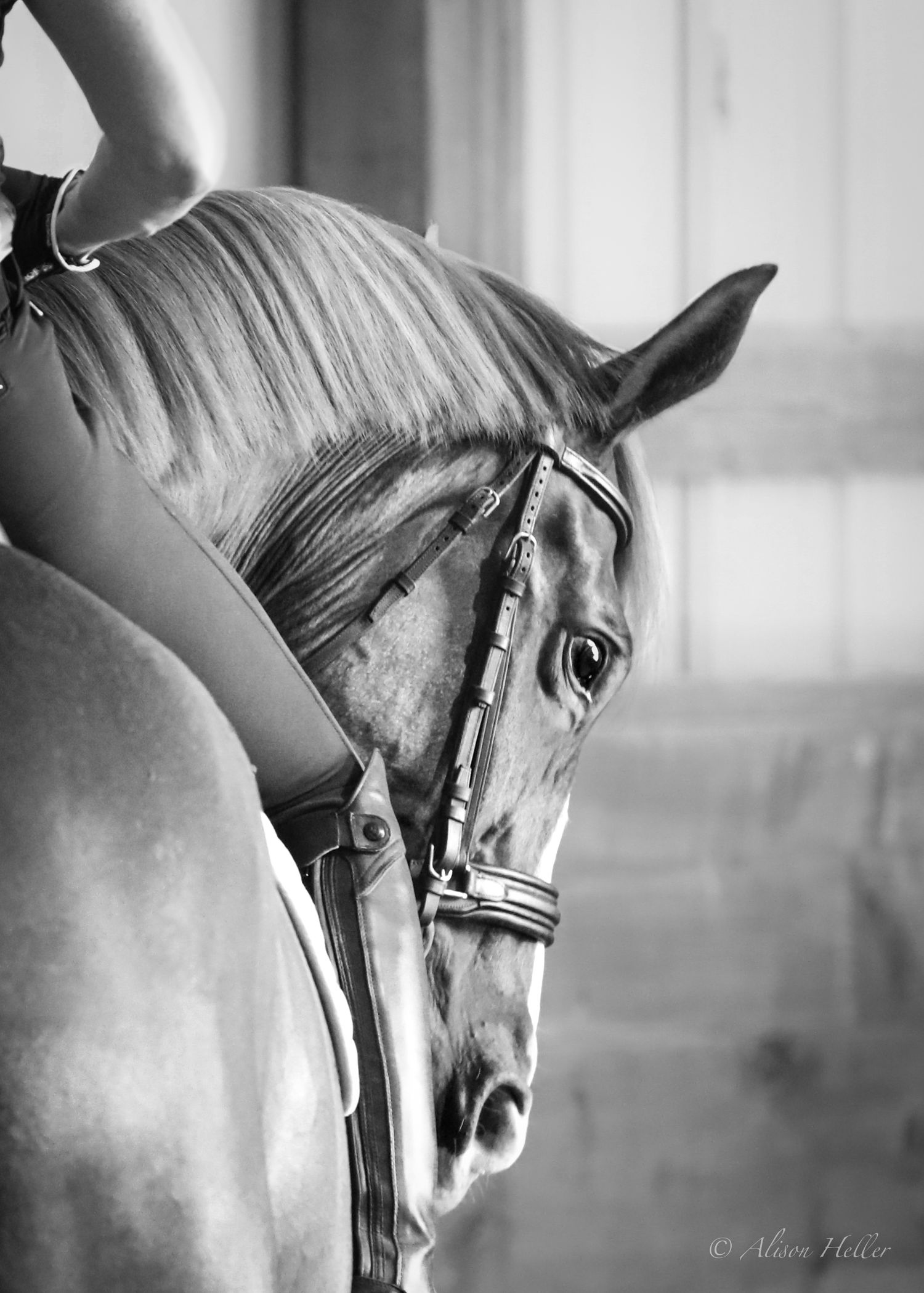 Black and white photo, cropped in and focused on the horses eye and face