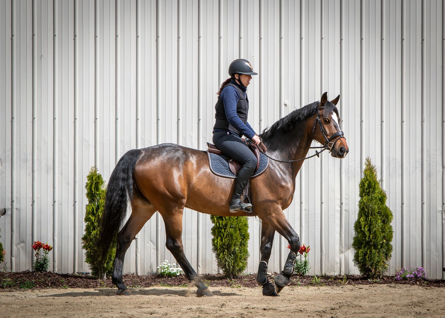 A bay horse walks under saddle