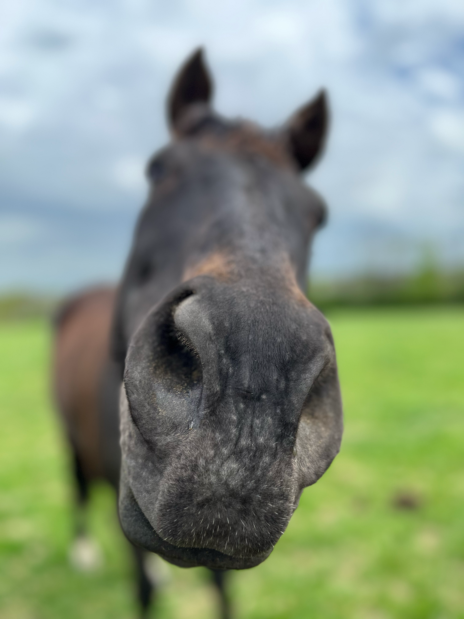 Bay gelding's nose.
