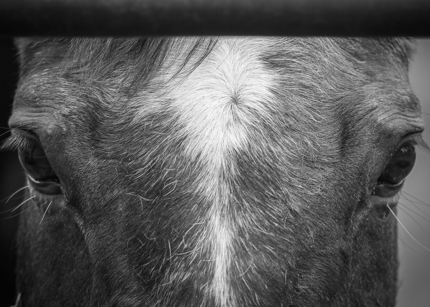 Close up of horse's eyes and face.