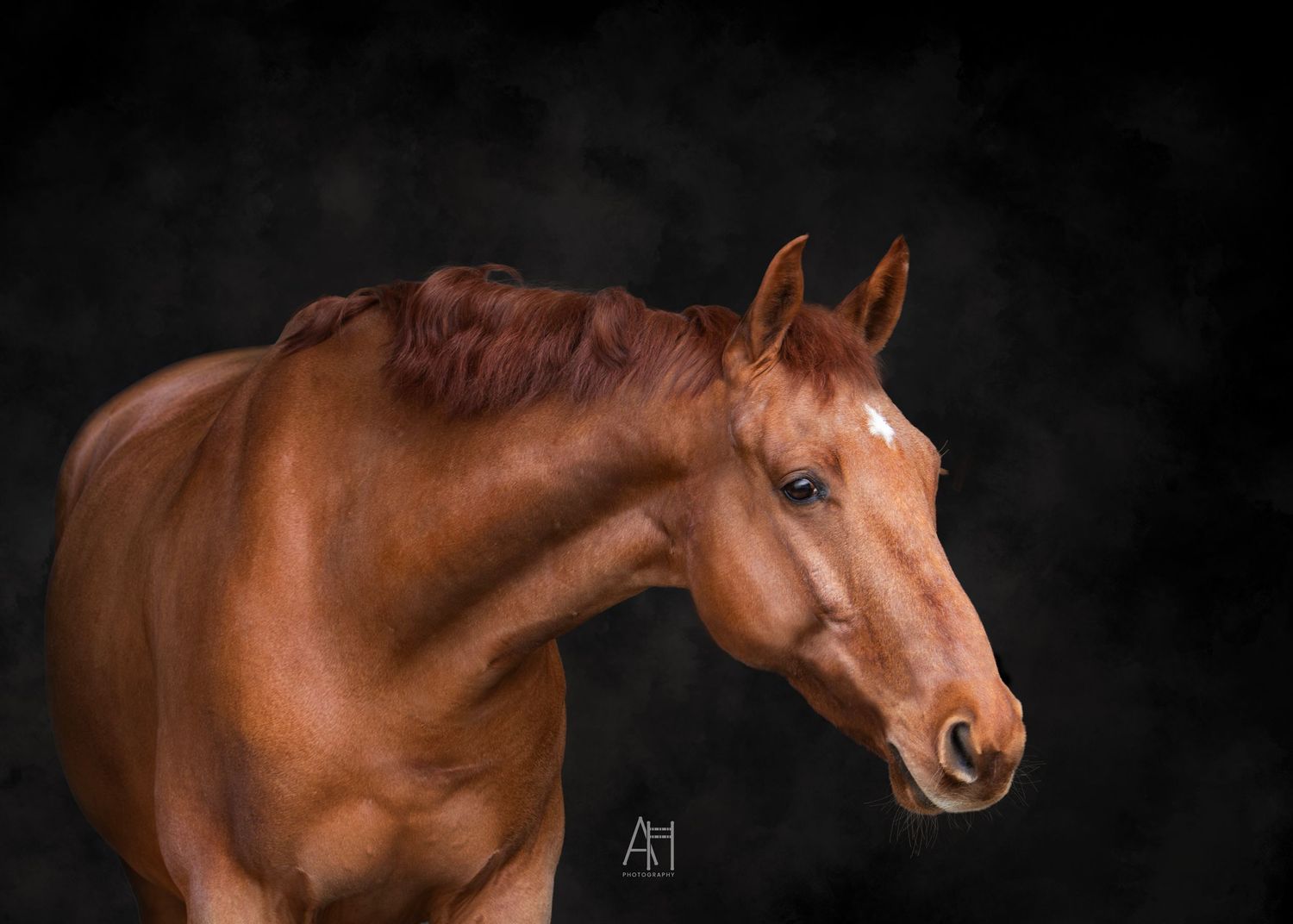 A fine art photo of a chestnut gelding with a black background.