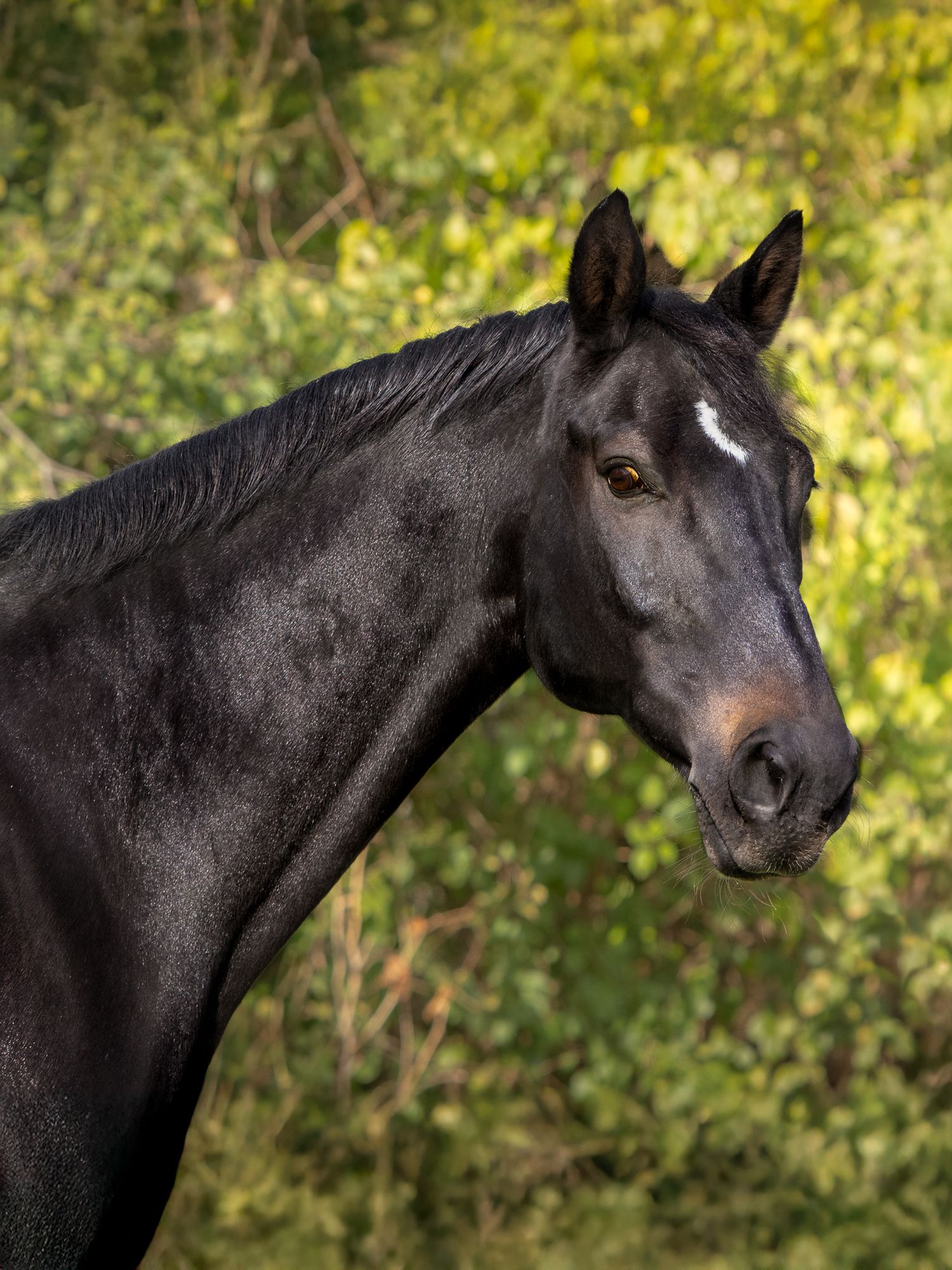 Portrait of a bay gelding