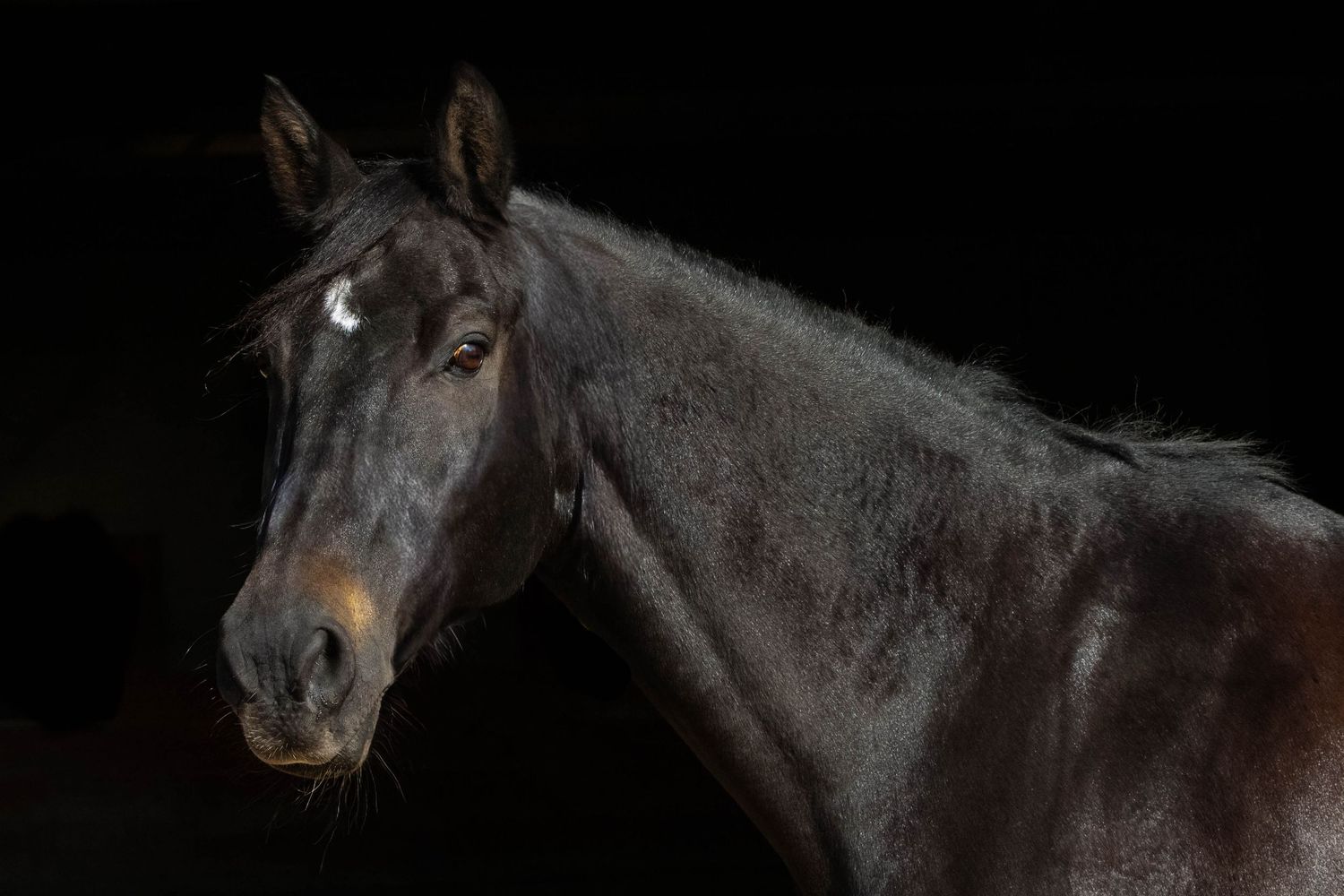 Dark bay gelding portrait on classic black background.