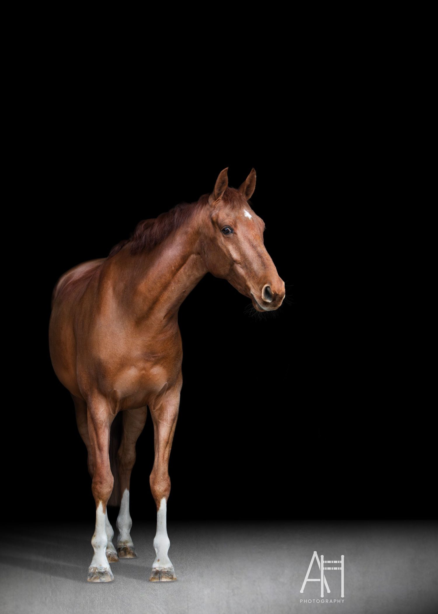 A fine art photo of a chestnut gelding with a black background.