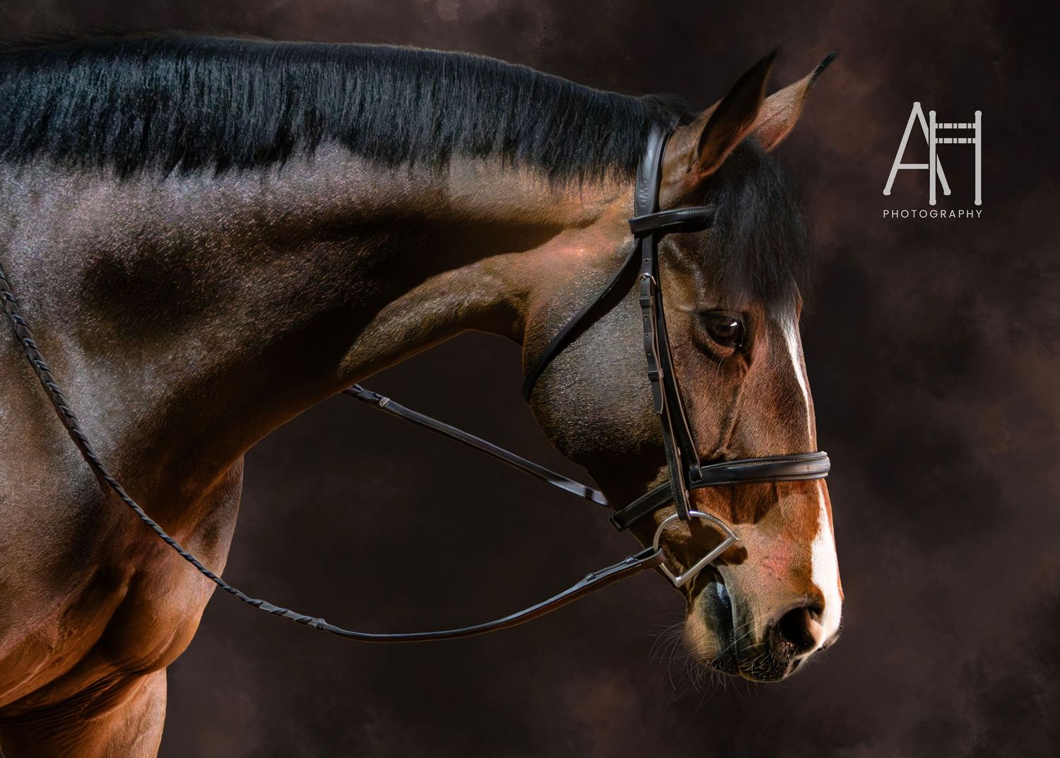 Bay mare portrait from the side with painted background.