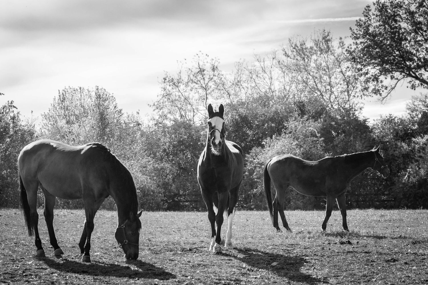 Three geldings grazing in their field.