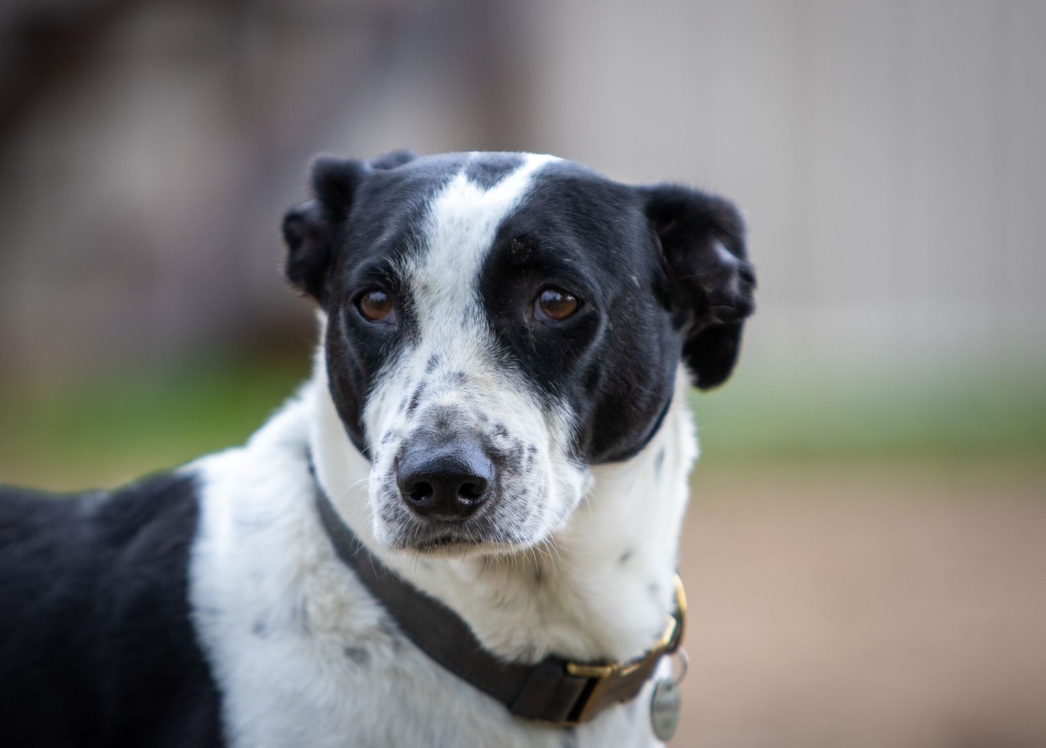 A black and white dog portrait.