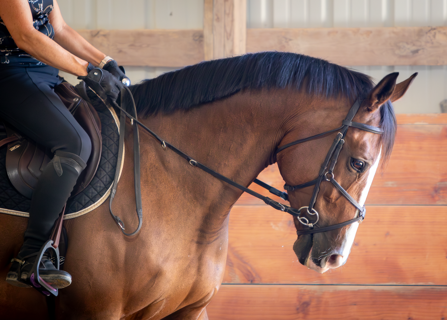 Bay mare under saddle