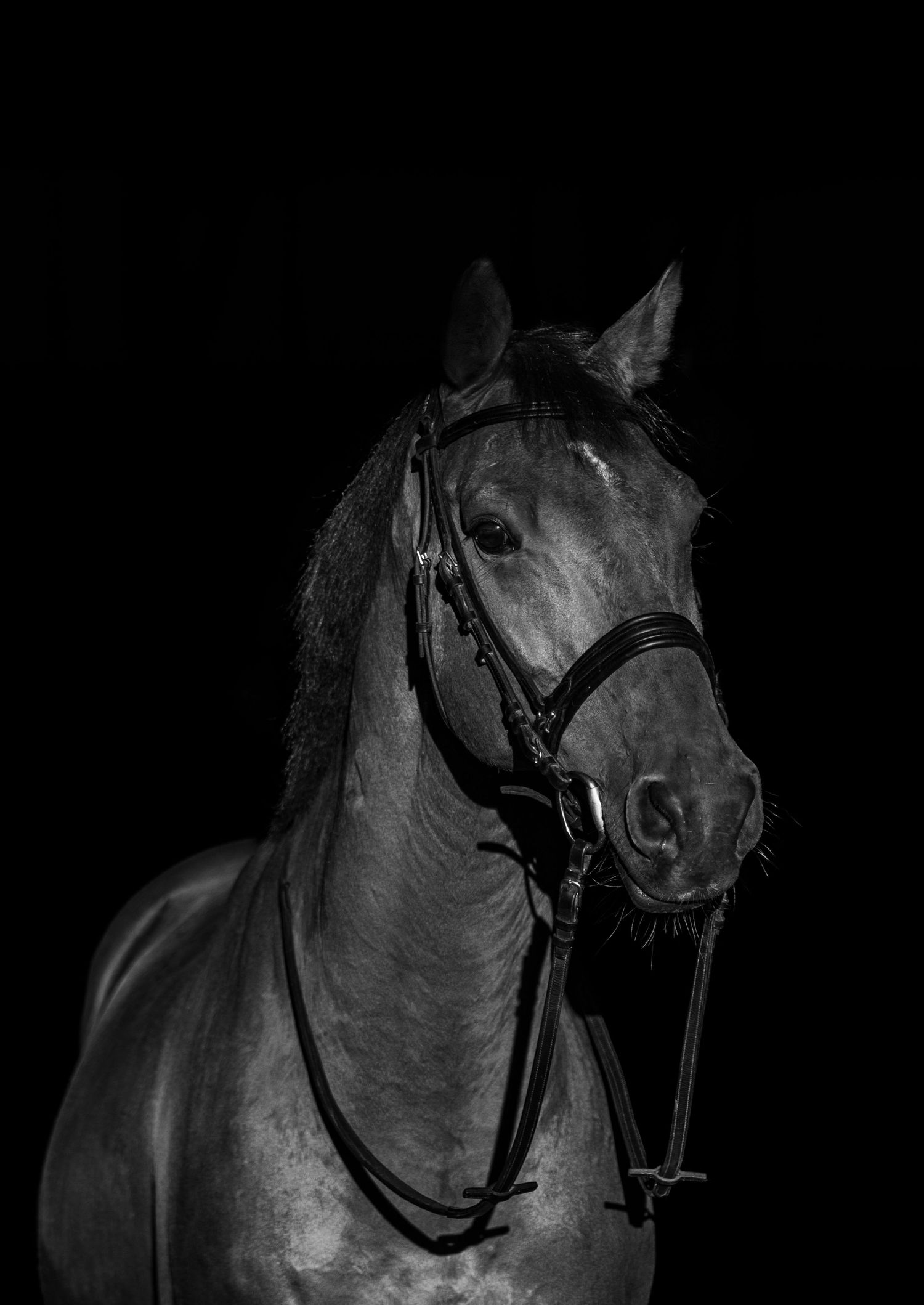 Dark bay gelding portrait on classic black background.
