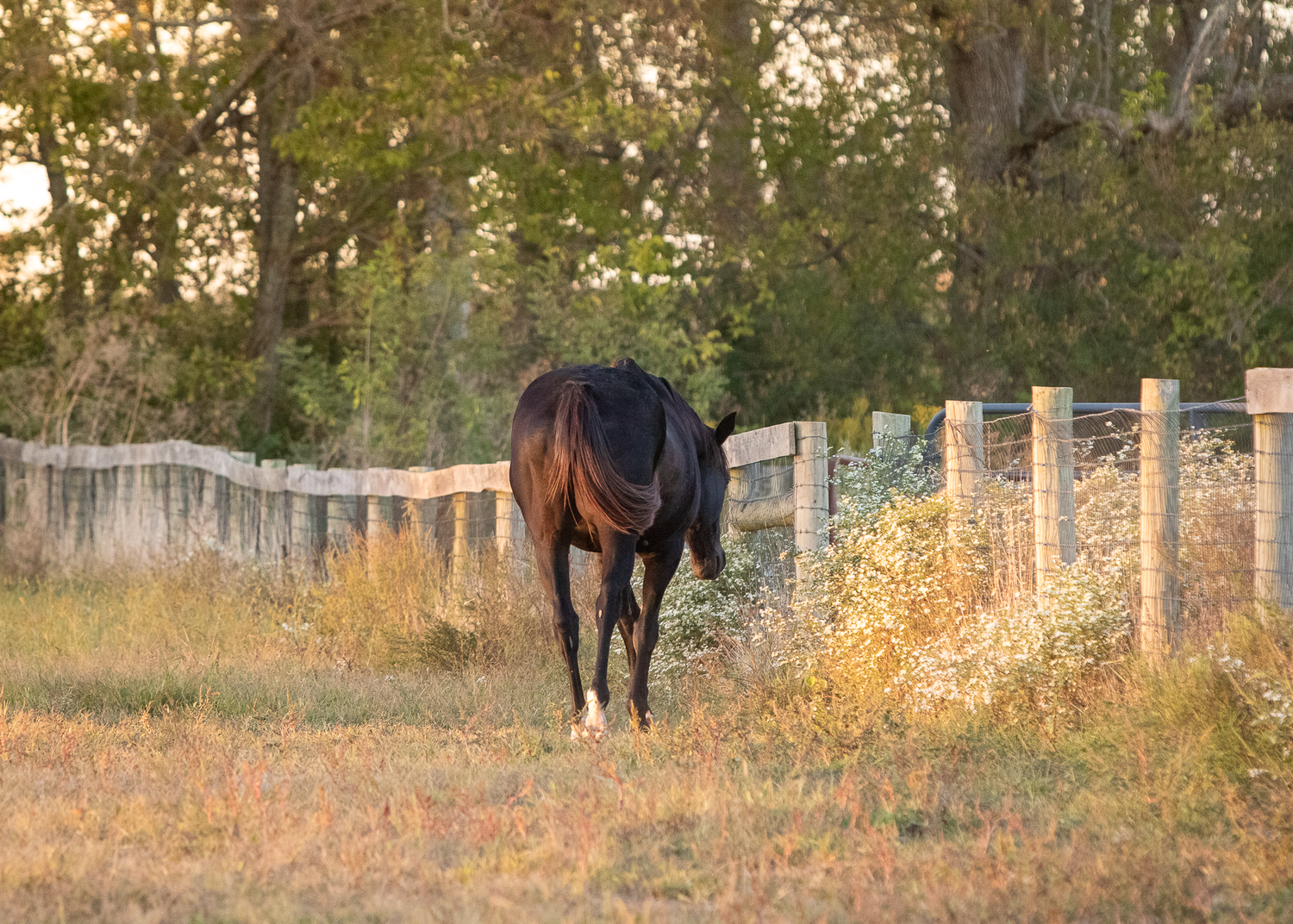 A bay gelding walks calmly in his pasture