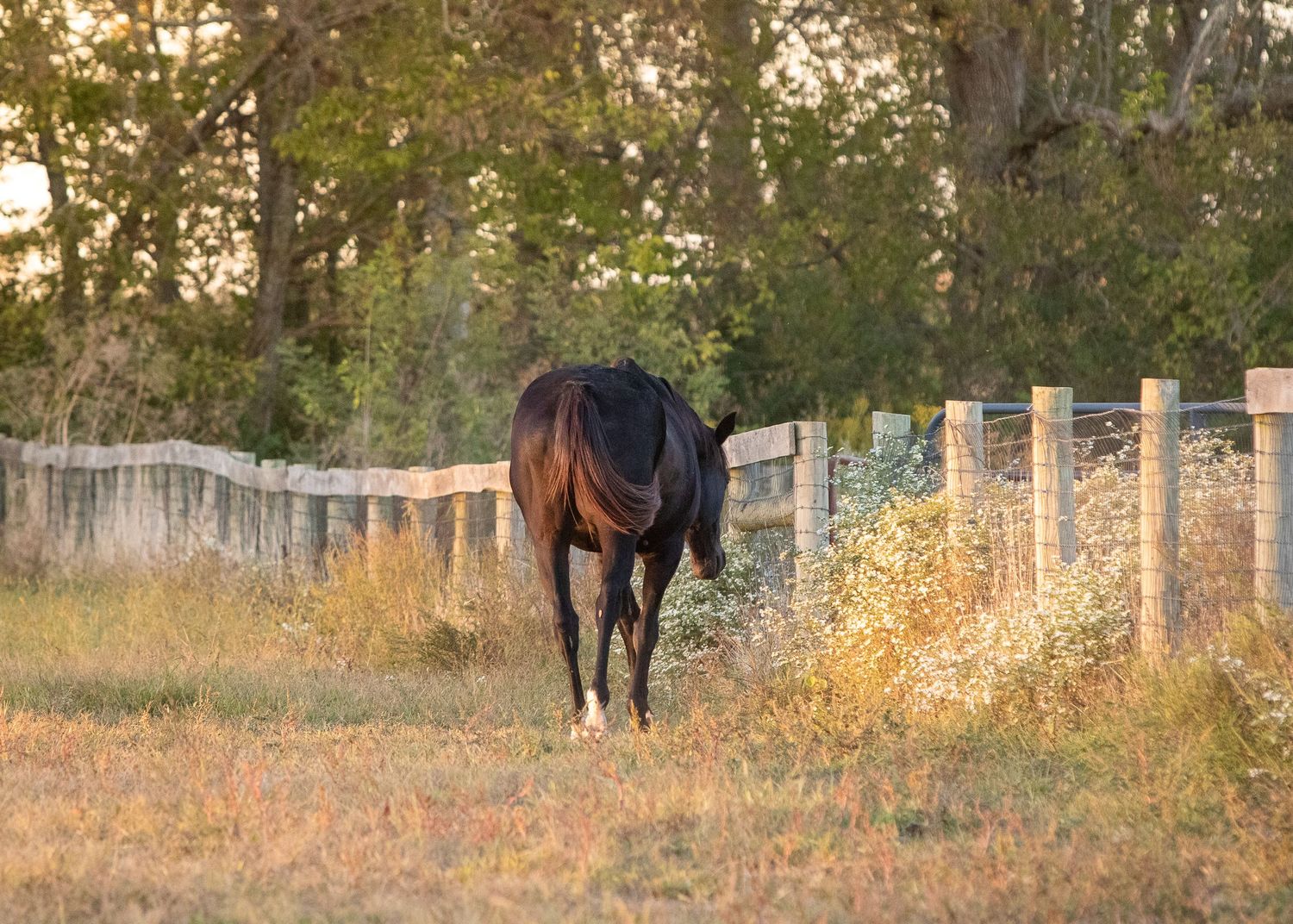 A bay gelding walks away from photographer at golden hour.