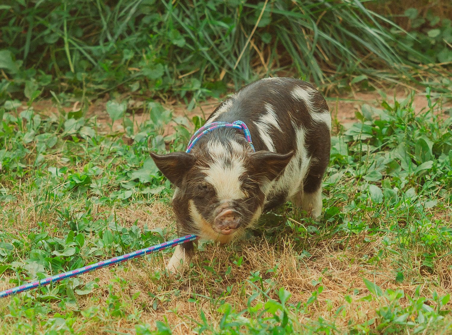 Pet dog running and playing in green grass during an outdoor event.