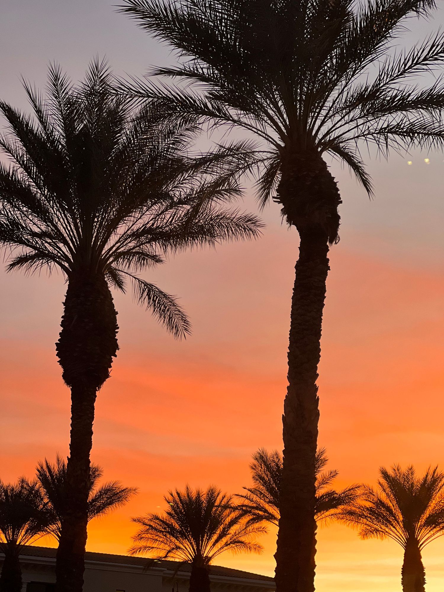 Silhouettes of palm trees against a vibrant orange and yellow sunset sky.