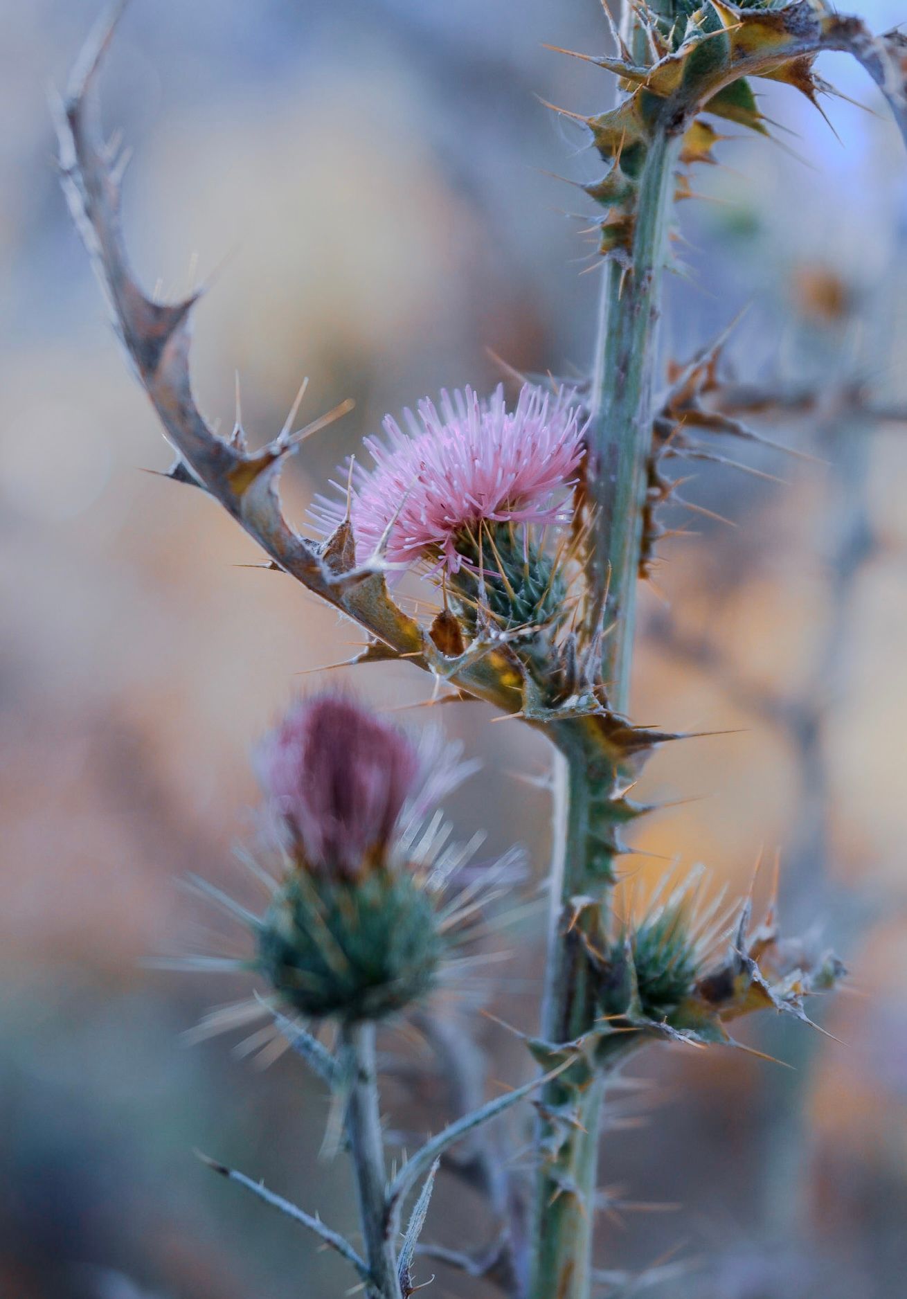 Close-up of a pink thistle flower with thorny stems against a blurred background.