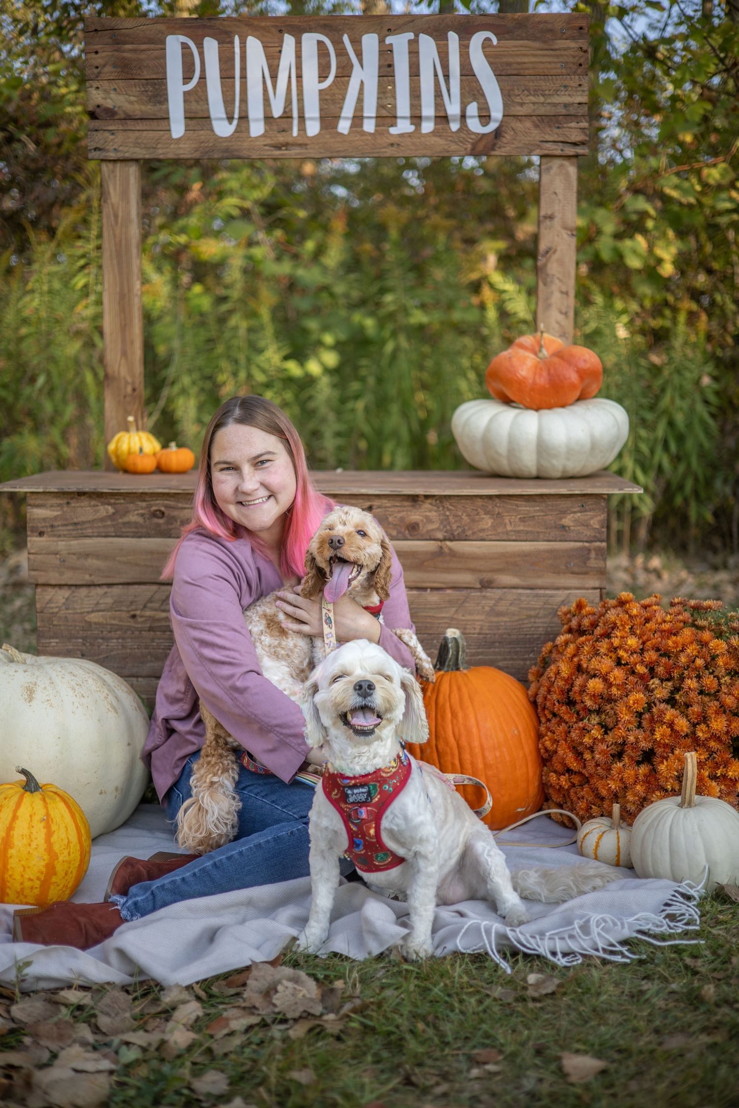Pet photography session at rustic pumpkin stand with bulldog and fall decorations.