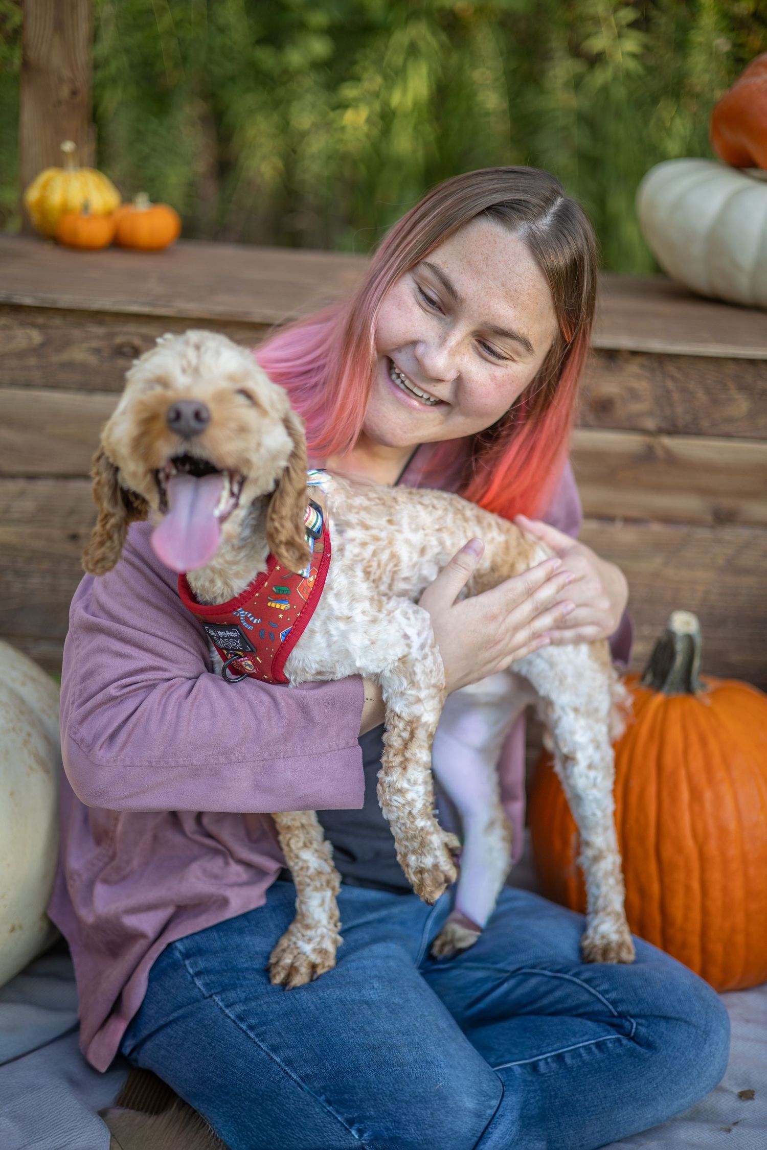 A happy dog wearing a red harness sits with someone surrounded by fall pumpkins on a wooden deck.
