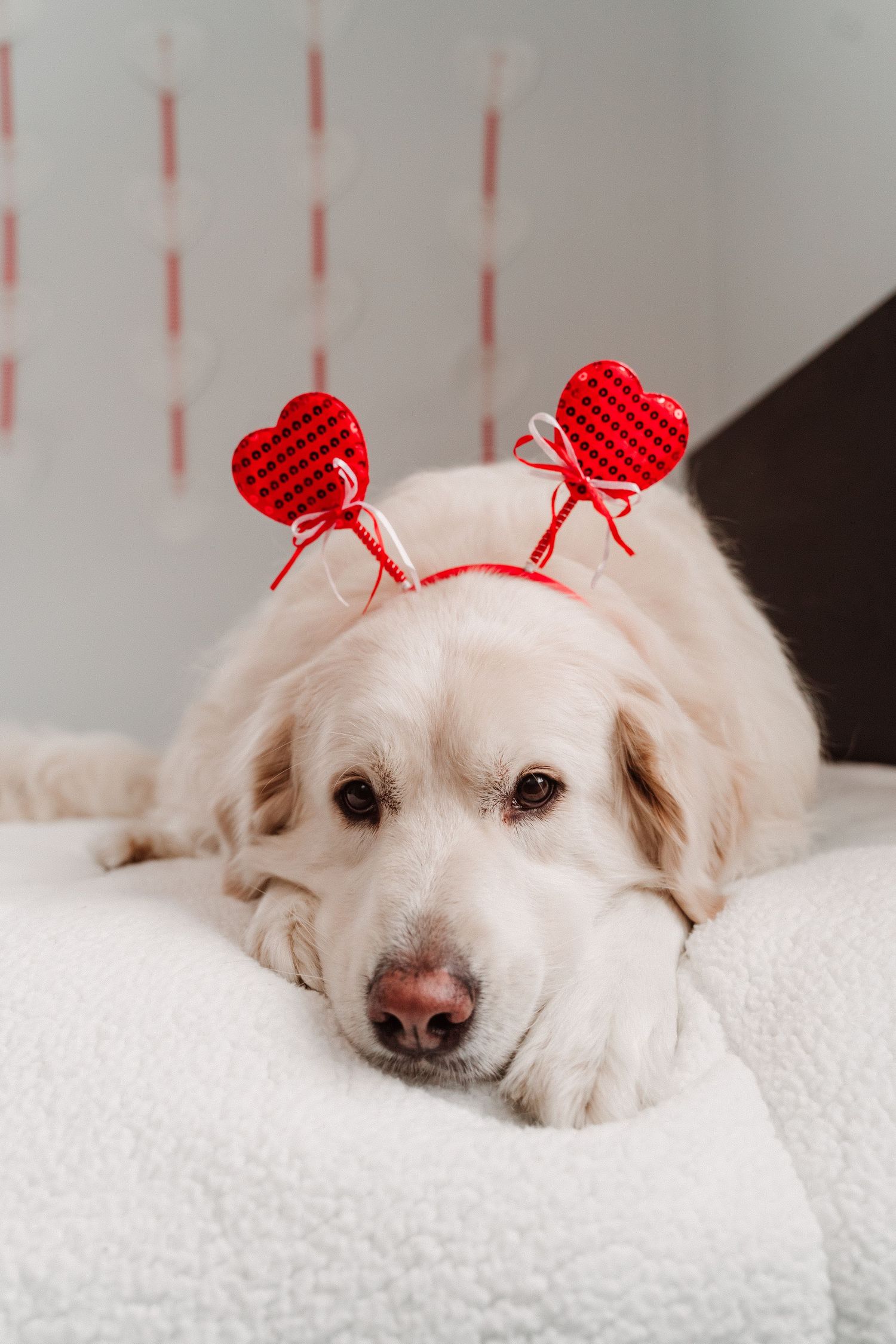 Golden retriever wearing red heart-shaped Valentine's Day headband, lying on white fluffy bed.