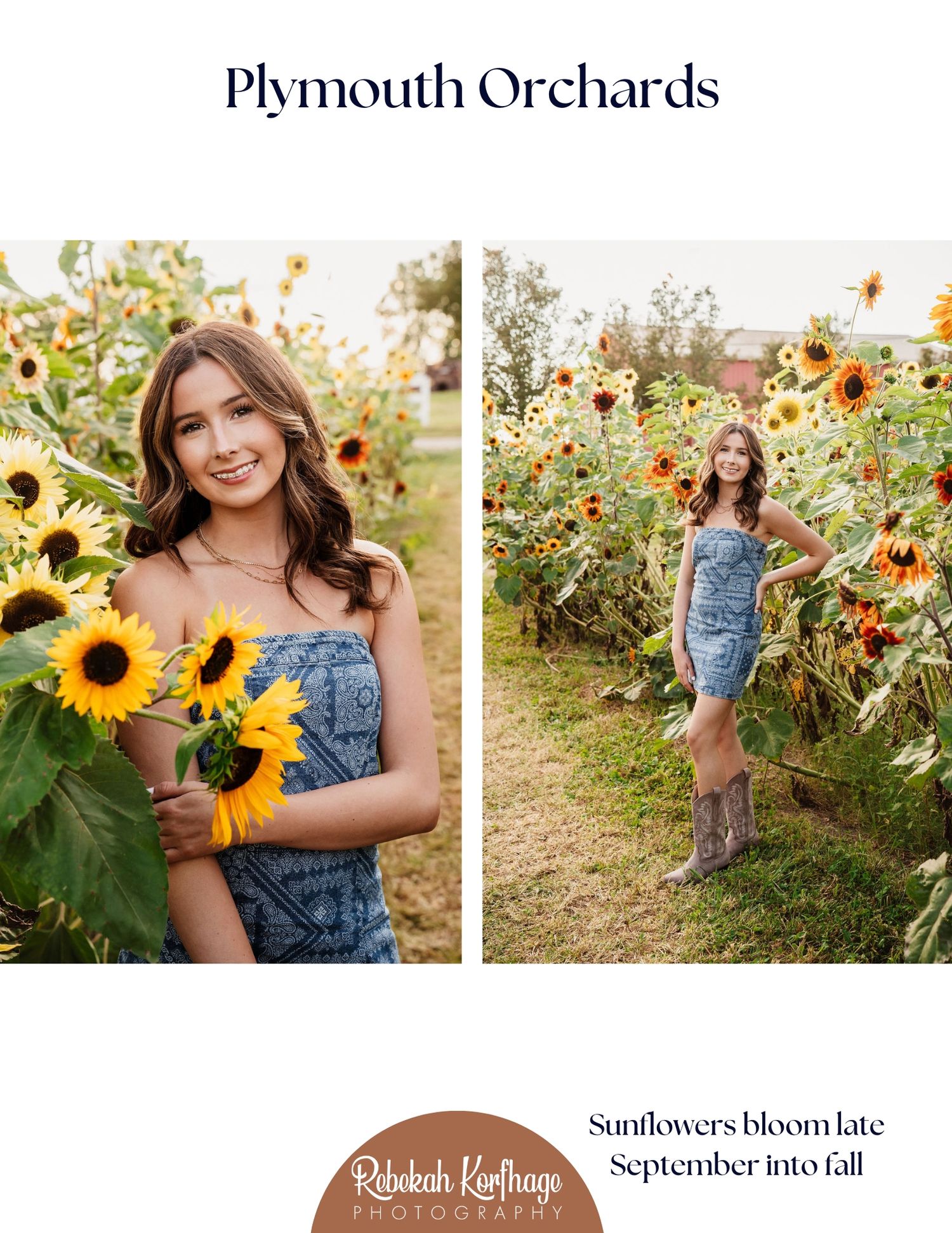 A row of vibrant sunflowers growing tall in a rustic orchard setting during late summer.