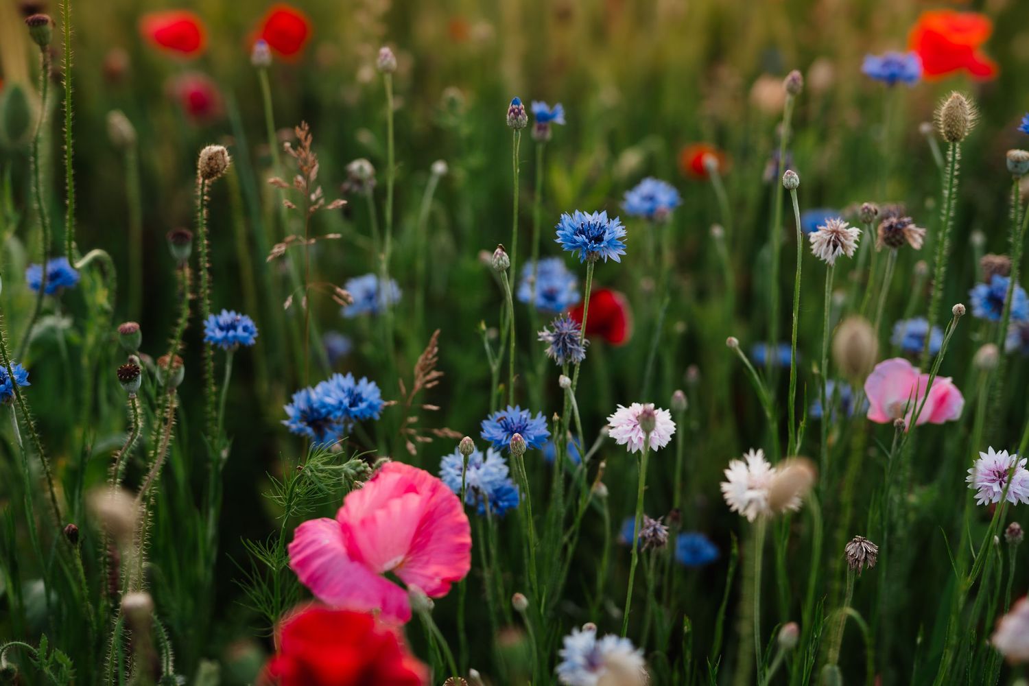 Colorful wildflowers including red poppies, blue cornflowers, and pink blooms growing in a summer meadow.