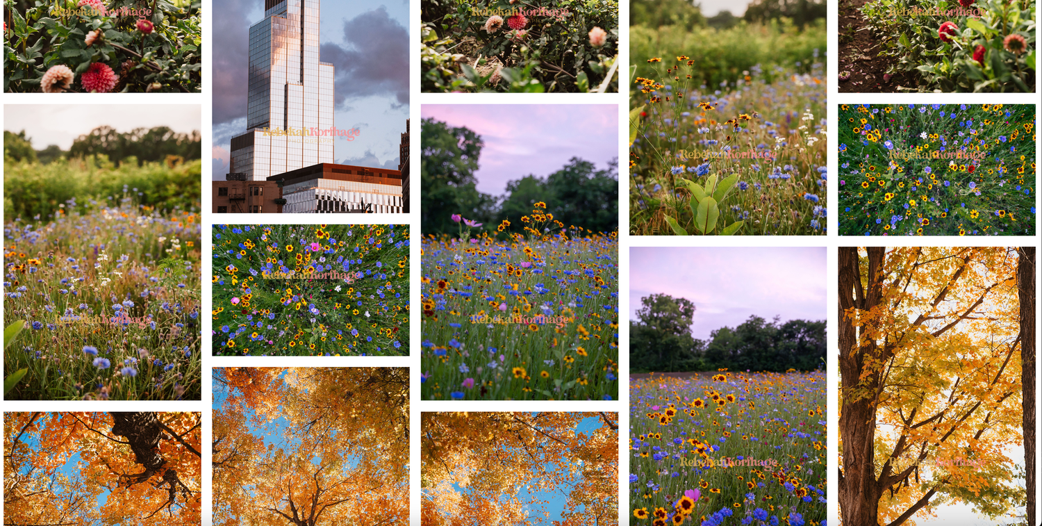 Collage of colorful wildflower meadows, red berries, golden autumn leaves, and a tall white tower against a blue sky.