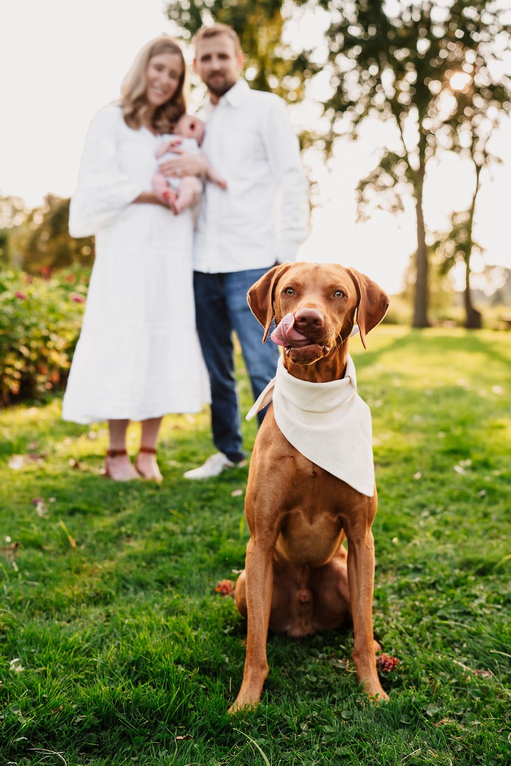 Brown dog wearing a white bandana sits on green grass during golden hour outdoor photo session.