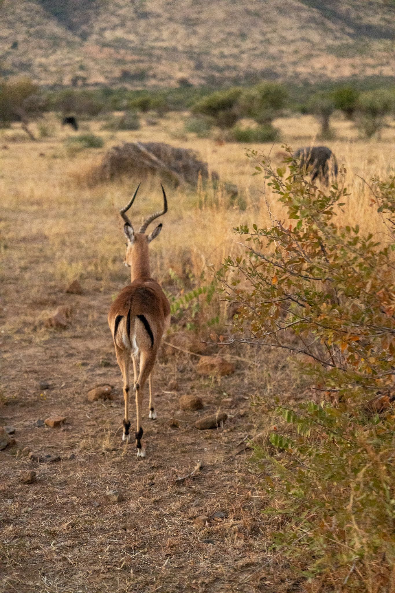 An antelope walks through dry brush with mountains visible in the background.