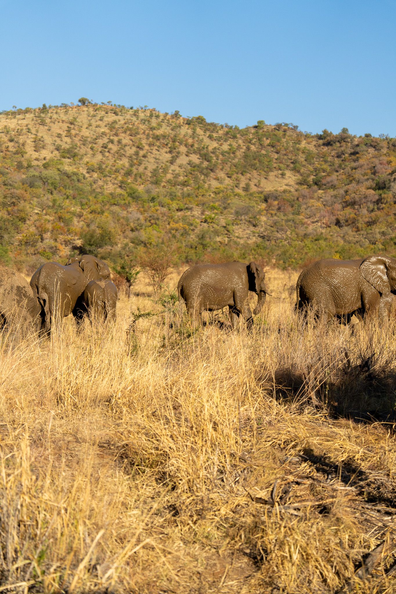 A herd of elephants walking through dry golden grass against a mountainous backdrop.
