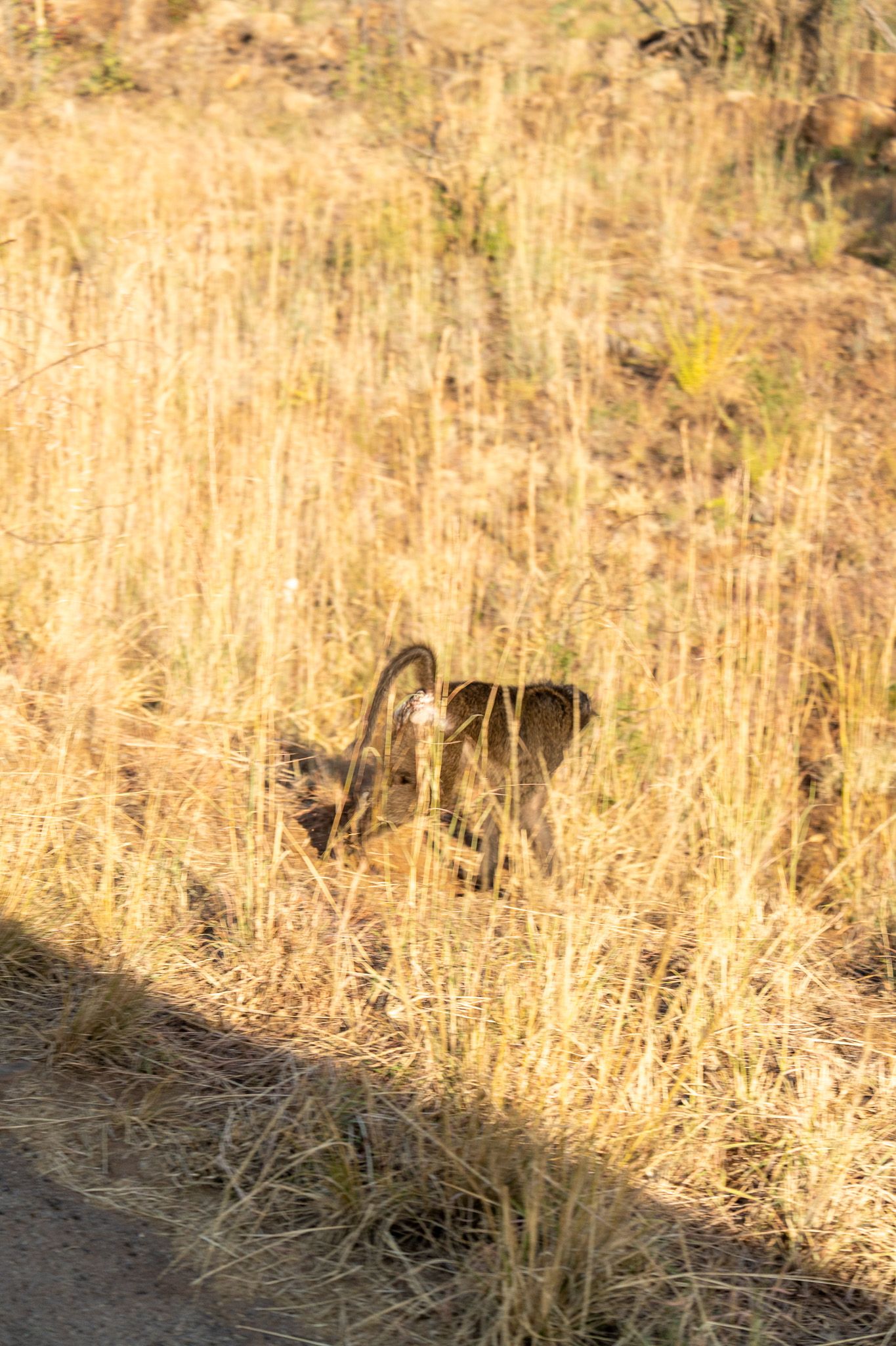Tall golden grass sways in an African savanna landscape.