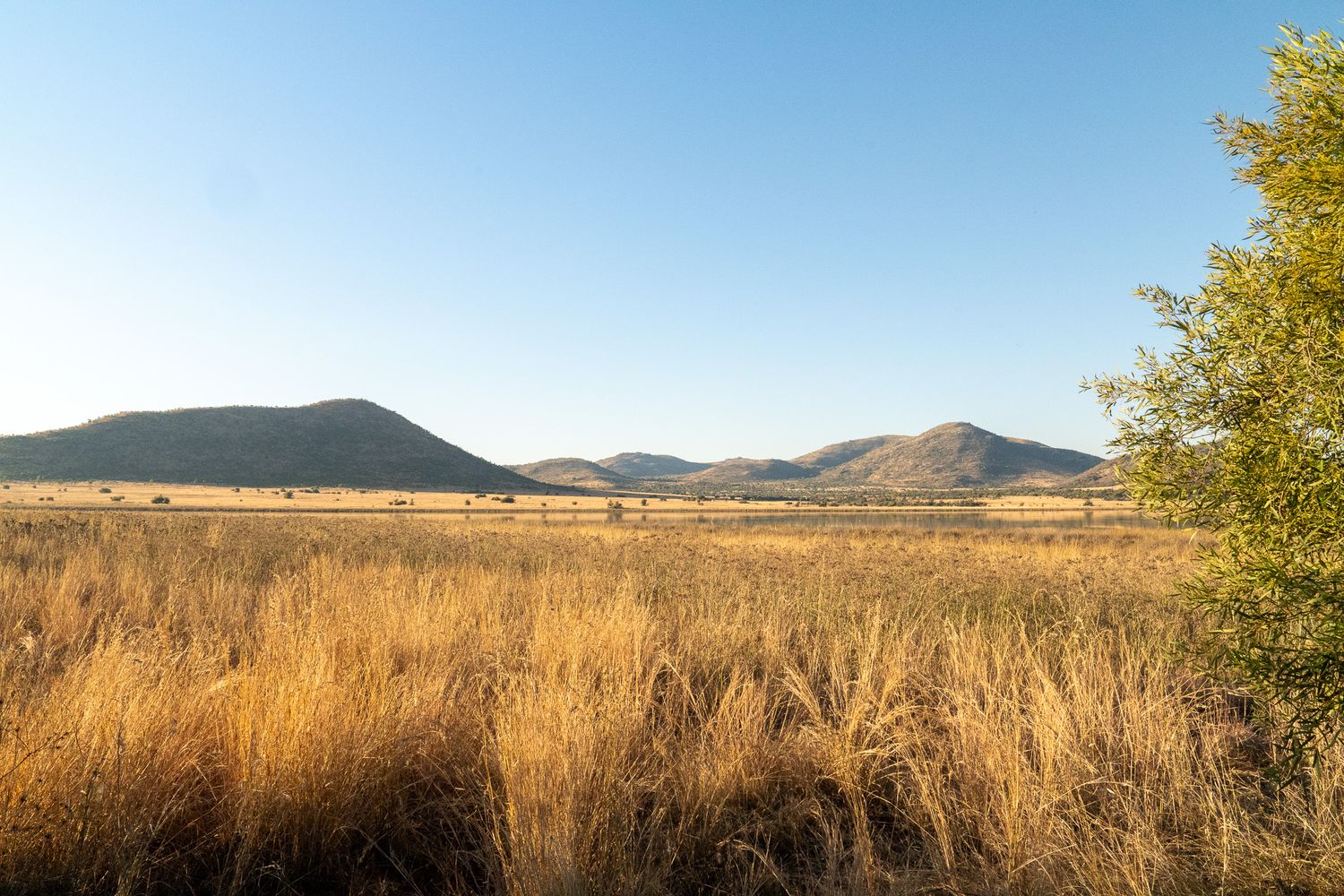 Rolling savanna grasslands stretch towards distant mountains under a bright sky.