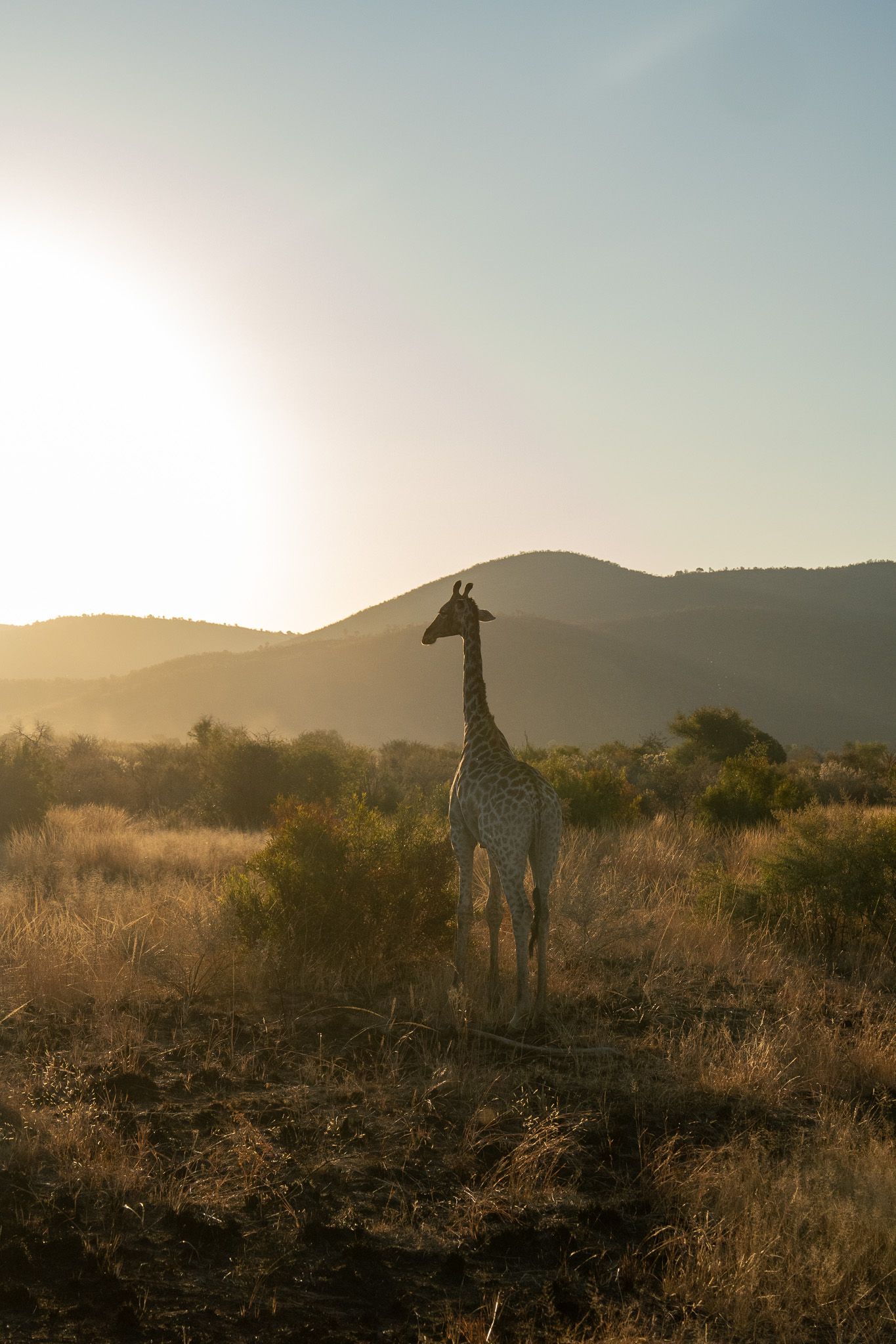 Silhouettes of giraffes in African savanna landscape during golden sunset.