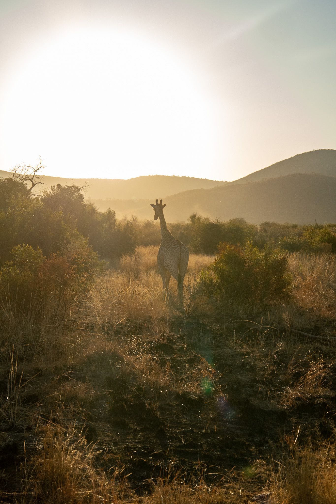 Golden sunlight illuminates the African savanna with silhouetted wildlife and shrubs.