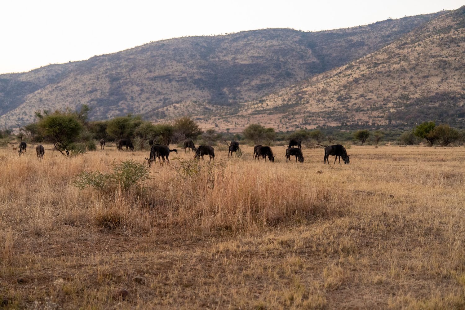 A line of wildebeest graze along the base of rugged mountains in the African wilderness.
