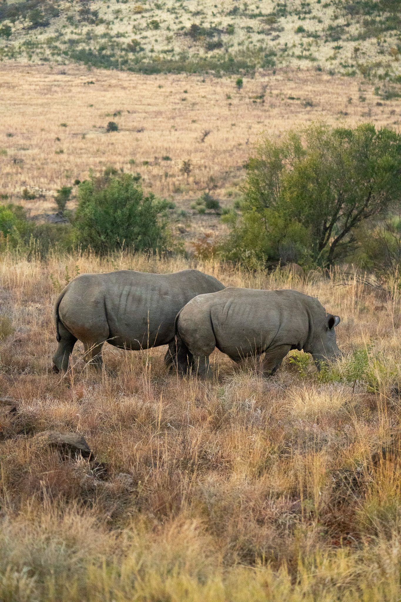 Three white rhinos graze in tall grass with shrubs and hills behind them.
