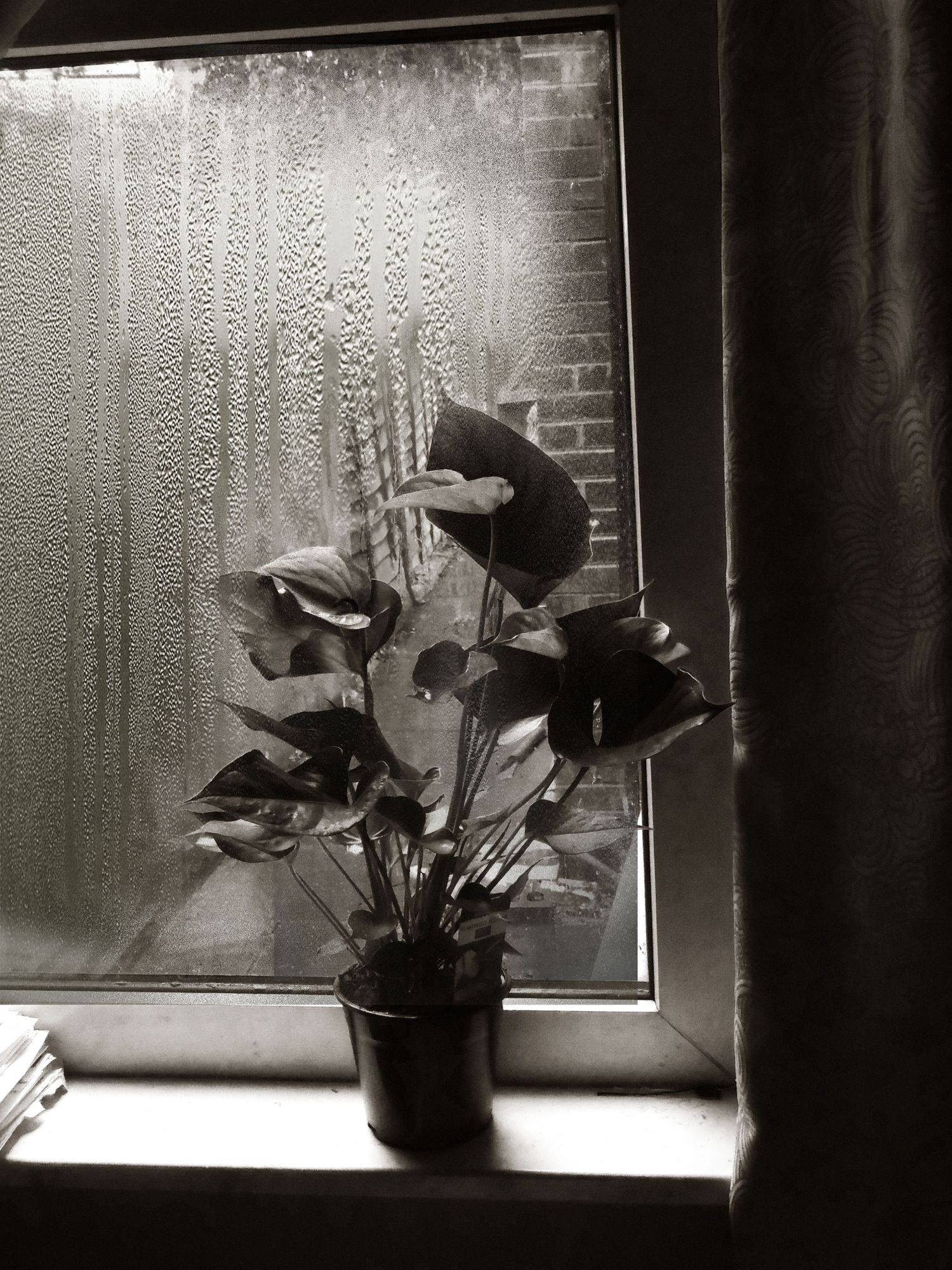 Dramatic black and white photograph of a potted plant silhouetted against a moody frosted window.