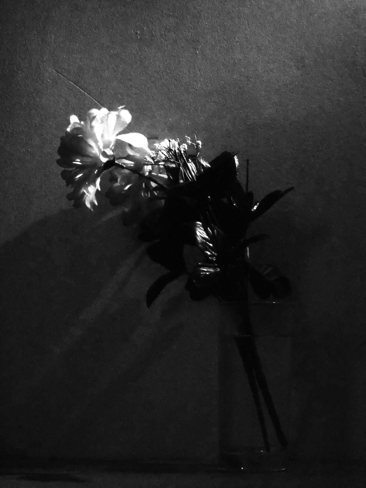 A sequence of black and white photographs capturing white lily flowers in dramatic side lighting against dark backgrounds.